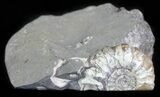 Polished Ammonite Fossil Slab - Marston Magna Marble #63815-1